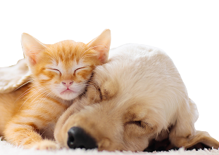 Un gattino rosso e un cucciolo dorato che dormono, rannicchiati insieme